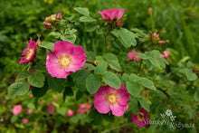 Load image into Gallery viewer, Rosa forrestiana