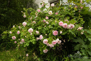 Nordens Rose