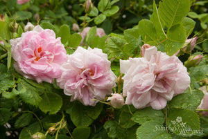 Nordens Rose