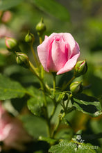 Load image into Gallery viewer, Sweet Laguna