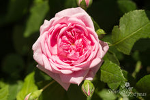 Load image into Gallery viewer, Sweet Laguna