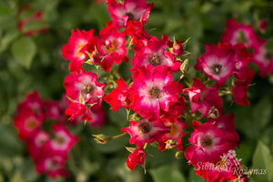 Mira Red