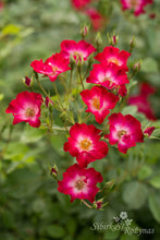 Load image into Gallery viewer, Mira Red