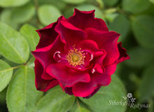 Load image into Gallery viewer, Herbstfeur