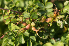 Load image into Gallery viewer, Rosa forrestiana