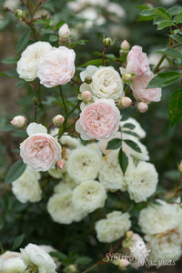 Eulalia Berridge