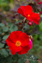 Load image into Gallery viewer, Zeelandia