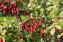 Load image into Gallery viewer, Rosa woodsii subsp. ultramontana