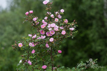 Load image into Gallery viewer, Rosa x reversa