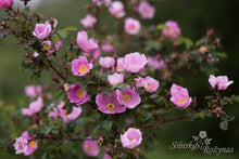 Load image into Gallery viewer, Rosa x reversa