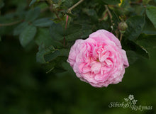 Load image into Gallery viewer, Vilniaus Centifolia