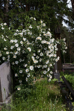 Load image into Gallery viewer, Vilkyškių erškėtis