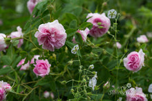 Load image into Gallery viewer, Blush Damask