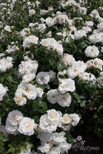 Load image into Gallery viewer, Lion's Rose