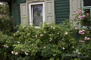 Nordens Rose