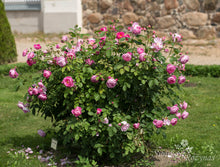 Load image into Gallery viewer, Rundalės pilis. Latvija.