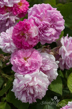Load image into Gallery viewer, Seven Sisters