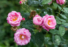 Load image into Gallery viewer, Belle Amour