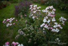 Load image into Gallery viewer, Lyda Rose