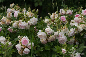 Ritausma