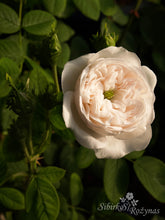 Load image into Gallery viewer, Mme Hardy