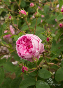 Rosa centifolia 'Major'