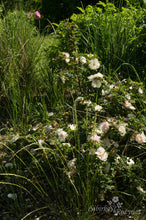 Load image into Gallery viewer, Paula Vapelle