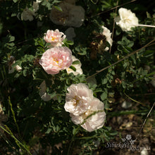 Load image into Gallery viewer, Paula Vapelle