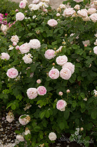 Duchesse de Montebello