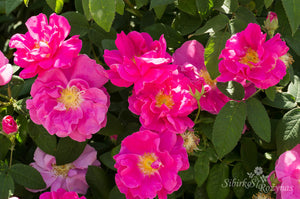 Rosa gallica 'Officinalis'