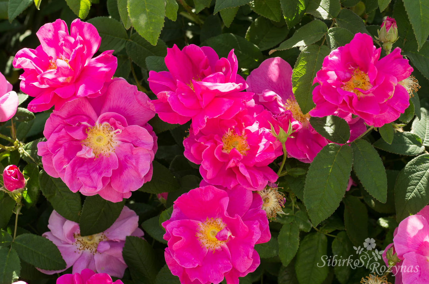 Rosa gallica 'Officinalis'