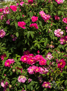 Rosa gallica 'Officinalis'