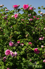 Load image into Gallery viewer, Palais de Laeken