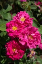 Load image into Gallery viewer, Conditorum