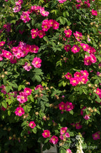 Load image into Gallery viewer, Splendens