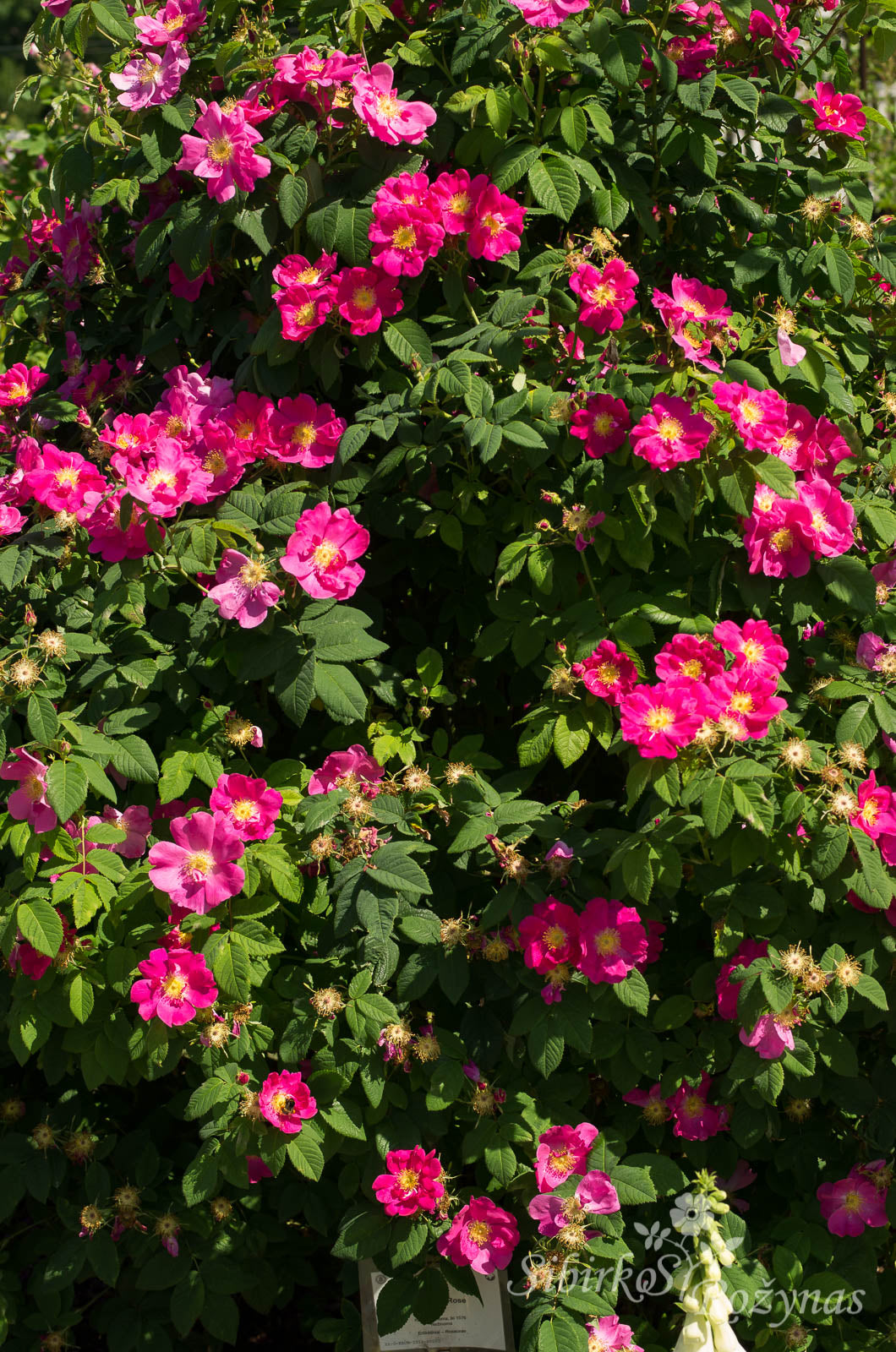 Splendens