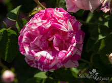 Load image into Gallery viewer, Camaieux
