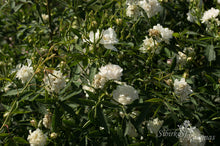 Load image into Gallery viewer, Rosa alba &#39;Cannabifolia&#39;