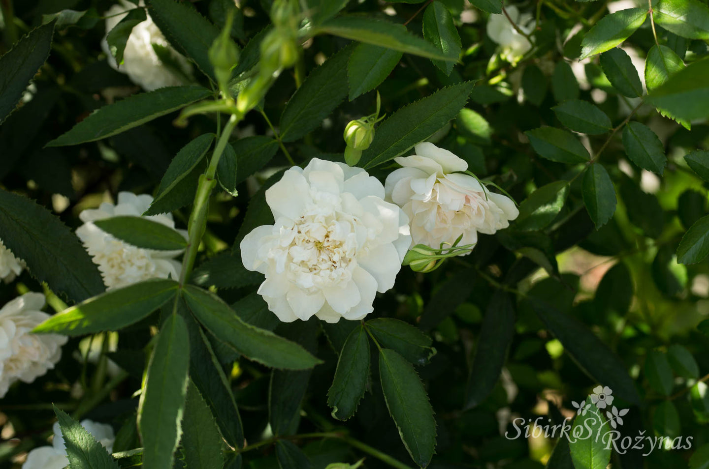 Rosa alba 'Cannabifolia'