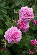 Load image into Gallery viewer, Pink Leda