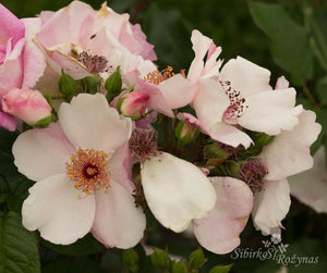 Sweet Pretty