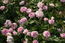 Load image into Gallery viewer, Fantin Latour