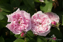 Load image into Gallery viewer, Fantin Latour