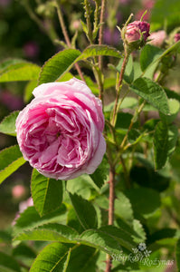 Rosa centifolia 'Major'