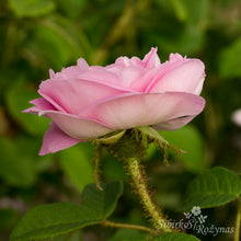 Load image into Gallery viewer, General de Kleber