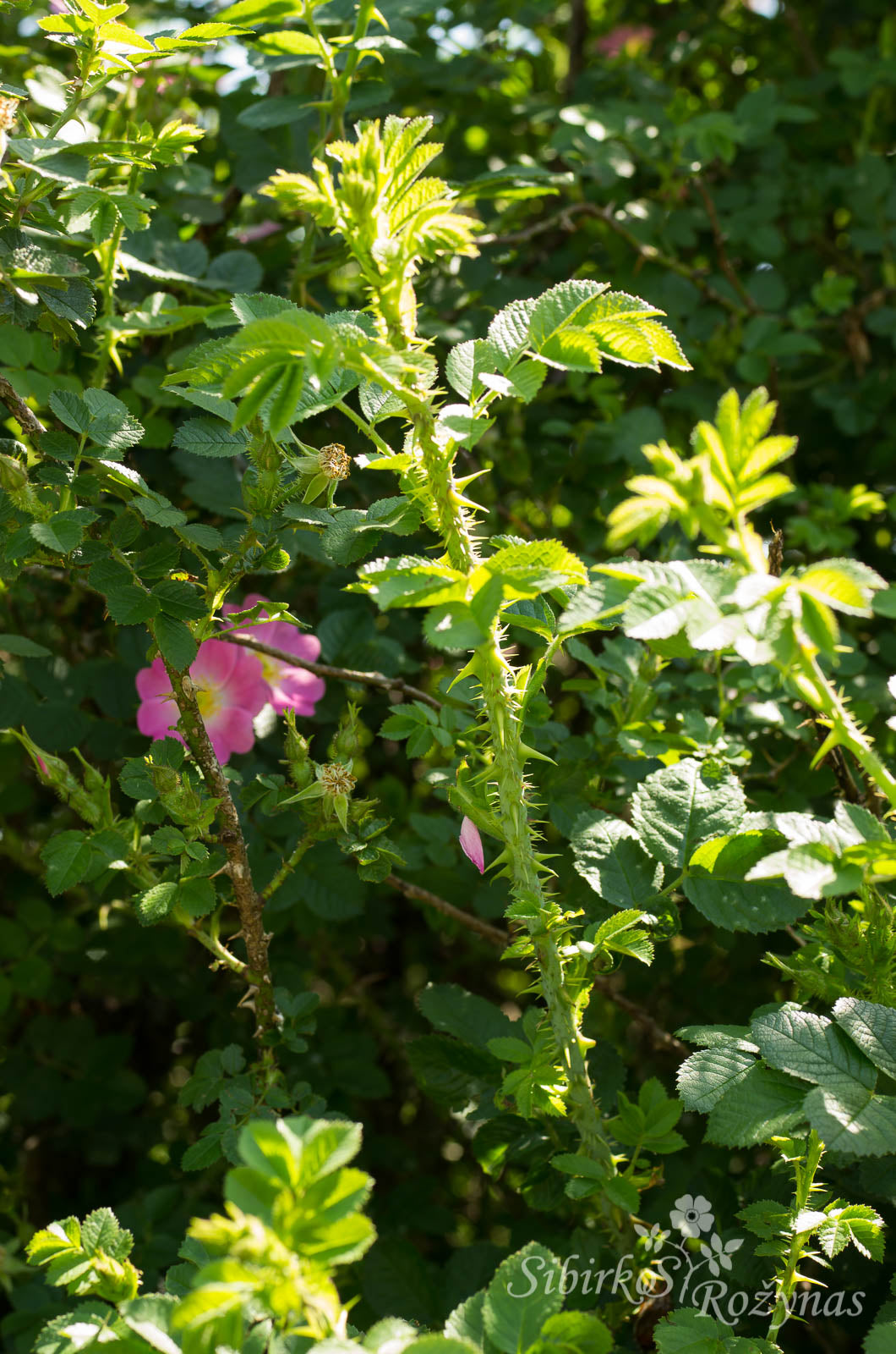 Rosa rubiginosa. Engeltyras.