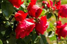 Load image into Gallery viewer, Florentina