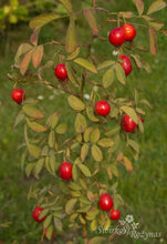 Load image into Gallery viewer, Rosa villosa