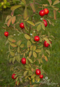 Rosa villosa