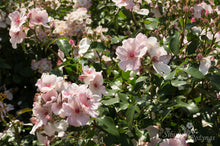 Load image into Gallery viewer, Sweet Pretty